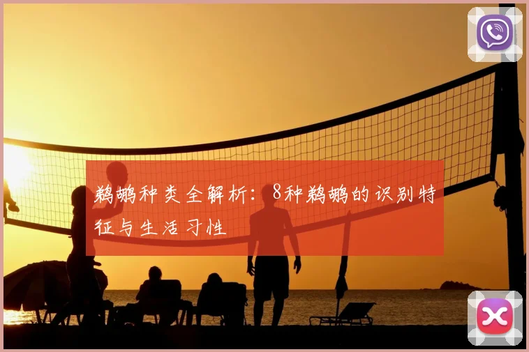 鹈鹕种类全解析：8种鹈鹕的识别特征与生活习性
